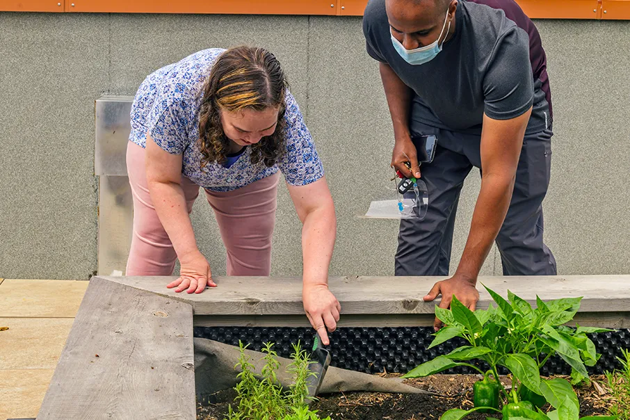 Two people tend a rooftop garden bed together, examining plants and soil beside growing vegetables.