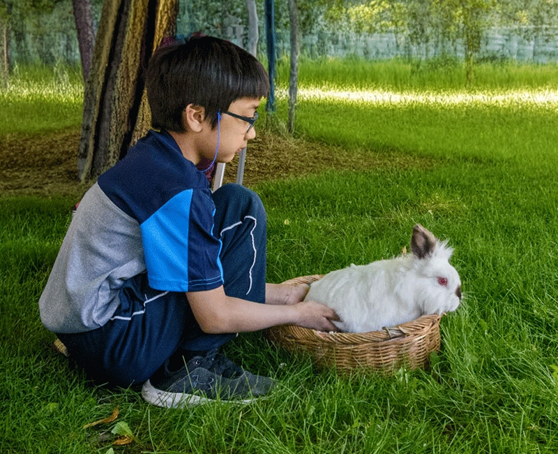 A child crouches on the grass beside a white rabbit sitting in a wicker basket during an outdoor event.